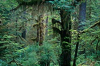 Hanging Moss, Hoh River Valley - Olympic National Park, Washington (13905 bytes) www.jeffkrewson.com