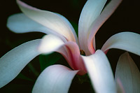 Magnolia Bloom (9377 bytes) www.jeffkrewson.com