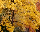 Mostly Yellow, Washington Park Arboretum - Seattle, Washington (10110 bytes)