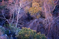 Queen Creek Canyon, Near Superior - Highway 60, Arizona (12160 bytes)