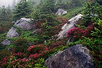 Rocks and Flowers, Minotaur Lake - North Cascade Mountains, Washington (12412 bytes) www.jeffkrewson.com