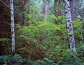 Two Birch Trees, Near Beckler River - North Cascade Mountains, Washington (12288 bytes) www.jeffkrewson.com